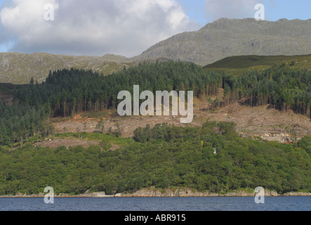 Kommerziellen Aufforstung auf dem Hügel von Loch Sunart in den Highlands von Schottland Stockfoto