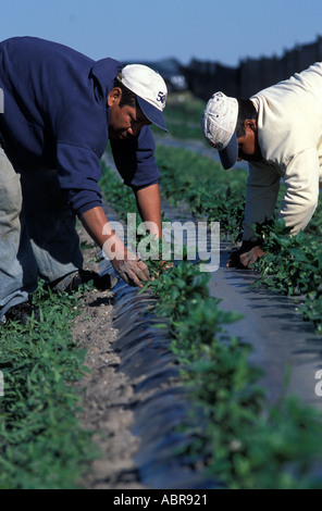 Mexikanische Wanderarbeiter auf einer Farm in Quebec Kanada Stockfoto