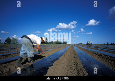 Guatemaltekische Wanderarbeitnehmer auf einem Bauernhof in Quebec Kanada Stockfoto