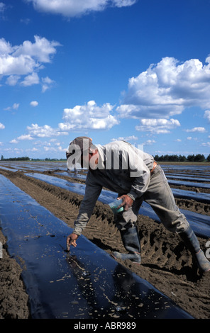 Mexikanische Wanderarbeiter auf einer Farm in Quebec Kanada Stockfoto