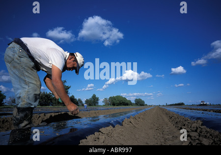 Guatemaltekische Wanderarbeitnehmer auf einem Bauernhof in Quebec Kanada Stockfoto