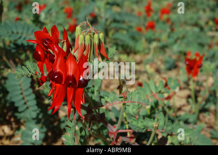 Sturts desert Pea Swainsona Formosa eine spektakuläre Blume in zentralen Australien Blumenemblem von South Australia gefunden Stockfoto