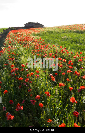 Einen dicken Teppich von Mohn Landstraße in Catilla y Leon Spanien Stockfoto