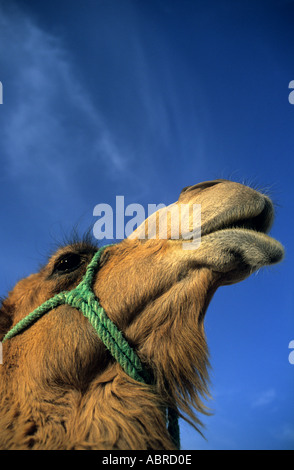 Nahaufnahme von einem Dromedari Kopf Stockfoto