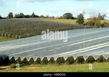 Poly-Folientunnel abdecken reifenden Früchte in der Nähe von Bergerac, Frankreich Stockfoto