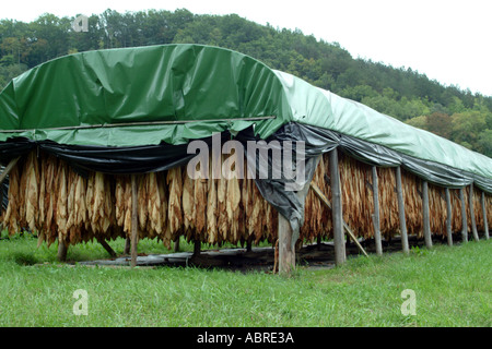 Tabakblätter Trocknen bei Pontours in der Region Périgord Frankreich hängen Stockfoto