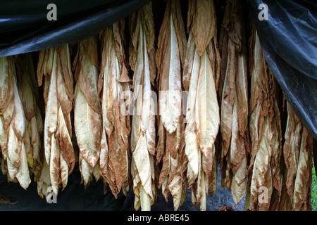 Tabakblätter Trocknen bei Pontours in der Region Périgord Frankreich hängen Stockfoto