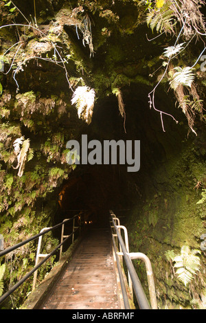 Tropischer Regenwald umgibt den Eingang zum Thurston Lava Tube, Hawai ' i-Volcanoes-Nationalpark Stockfoto