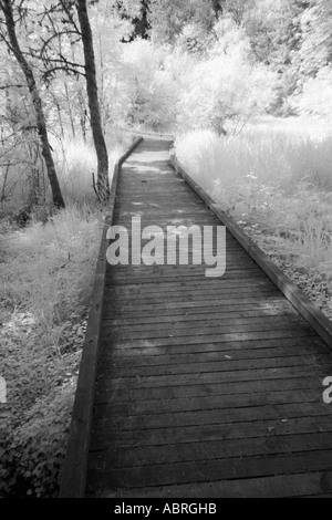 Weg durch den Wald Stockfoto