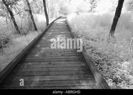 Weg durch den Wald Stockfoto