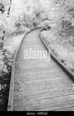 Weg durch die Wildnis Stockfoto