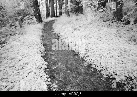 Weg durch den Wald Stockfoto