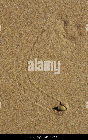 Sea Snail Trail an einem Strand in Südafrika Stockfoto