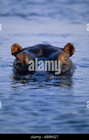 Nilpferd aus Wasser, östlichen Caprivi, Afrika Stockfoto