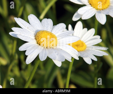 OCHSEN-AUGE DAISY CHRYSANTHEMUM LEUCANTHEMUM Stockfoto