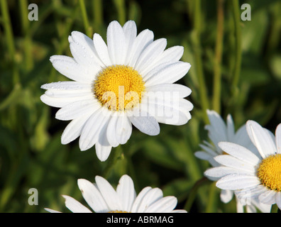 OCHSEN-AUGE DAISY CHRYSANTHEMUM LEUCANTHEMUM Stockfoto