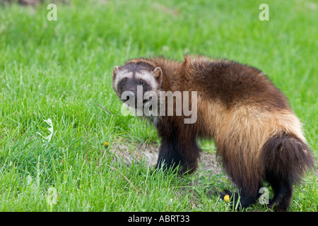 Royal Oak, Michigan A weibliche Wolverine Gulo Gulo im Detroit Zoo Stockfoto