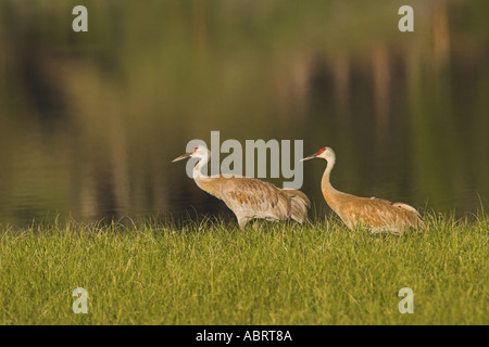 Sandhill Kran paar im Yellowstone National Park Stockfoto