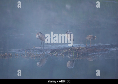 Kraniche am Nest im Yellowstone National Park Stockfoto