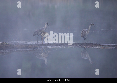 Kraniche am Nest im Yellowstone National Park Stockfoto