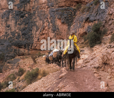 Maultiere schleppen Müll von Phantom Ranch in Grand Canyon Stockfoto