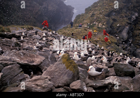 FALKLAND-Inseln West Point Insel Albatross Kolonie Touristen Stockfoto