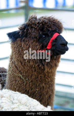 Lamas in einen Stift in drei Grafschaften Landwirtschaft zeigen malvern Stockfoto