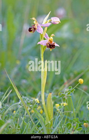 Biene-Orchidee Stockfoto