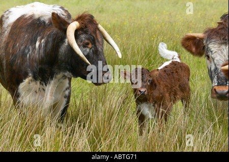 Longhorn Kuh mit Kalb bei Martin bloße reservieren Stockfoto