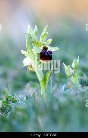 Frühe Spinne Orchidee Stockfoto