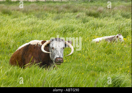 Longhorn Kuh mit Kalb bei Martin bloße reservieren Stockfoto