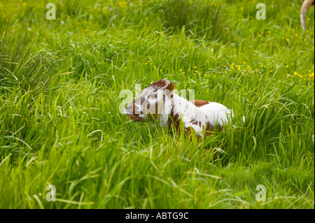 Longhorn Kuh mit Kalb bei Martin bloße reservieren Stockfoto