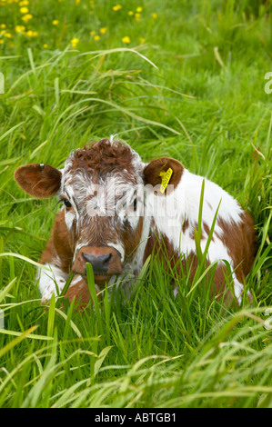 Longhorn Kuh mit Kalb bei Martin bloße reservieren Stockfoto