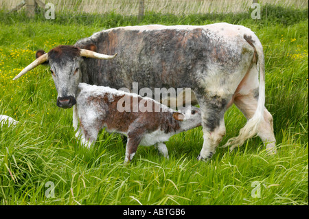 Longhorn Kuh mit Kalb bei Martin bloße reservieren Stockfoto