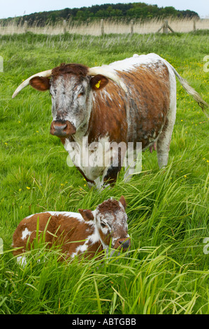 Longhorn Kuh mit Kalb bei Martin bloße reservieren Stockfoto