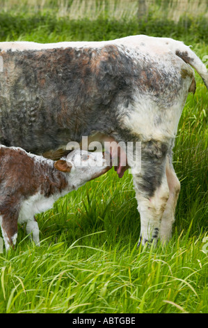 Longhorn Kuh mit Kalb bei Martin bloße reservieren Stockfoto