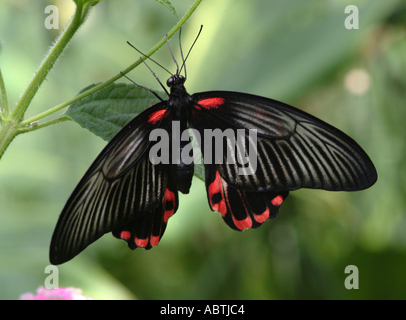 Scharlachroter Schwalbenschwanz Schmetterling auf Blatt in Buckfastleigh Butterfly Sanctuary Stockfoto