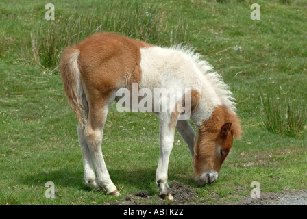 Nahaufnahme von Dartmoor Pony in Weiden Weide Devon England Vereinigtes Königreich UK Stockfoto