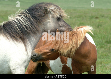 Dartmoor Ponys begrüßen einander auf Moor Devon England Vereinigtes Königreich UK Stockfoto