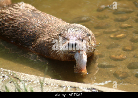 Jungen Otter Essen Fisch in Buckfastleigh Otter Heiligtum Devon England Vereinigtes Königreich UK Stockfoto