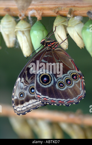 Schmetterling Peleides Limpida Koll Blue Morpho aus Chrysalis in Buckfastleigh Butterfly Sanctuary England Stockfoto