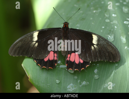 Rosa Cattleheart Schmetterling auf Blatt am Buckfastleigh Butterfly Sanctuary Devon England Vereinigtes Königreich UK Stockfoto