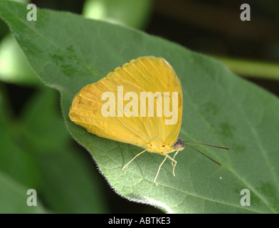 Gelbe wolkenlosen Schwefel Schmetterling auf Blatt am Buckfastleigh Butterfly Sanctuary Devon England Vereinigtes Königreich UK Stockfoto