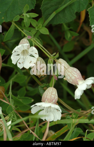 Meer Campion in vollem Umfang blühen in Tintagel Cornwall England Vereinigtes Königreich UK Stockfoto