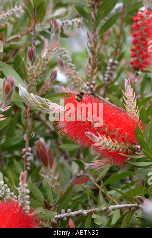 Rot blühende Bottlebrush Pflanze in voller Blüte bei Eden Projekt St Austell Cornwall England Vereinigtes Königreich UK Stockfoto