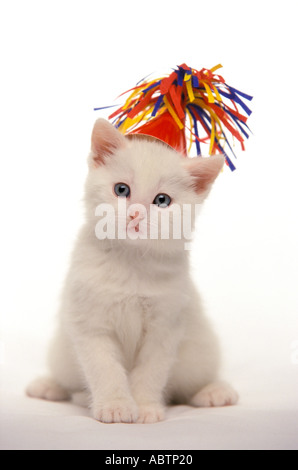 Weiße Katze mit Partyhut Stockfoto