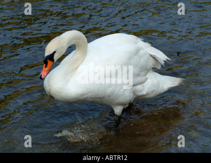 Höckerschwan im Fluss Camel Little Petherick Cornwall England Vereinigtes Königreich UK Stockfoto