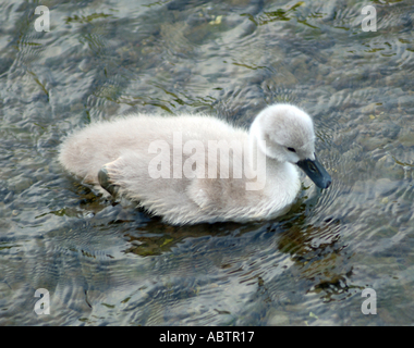 Junge Cygnet Schwimmen im Fluss Camel Little Petherick Cornwall England Vereinigtes Königreich UK Stockfoto