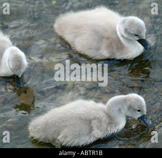 Junge Cygnets Schwimmen im Fluss Camel Little Petherick Cornwall England Vereinigtes Königreich UK Stockfoto