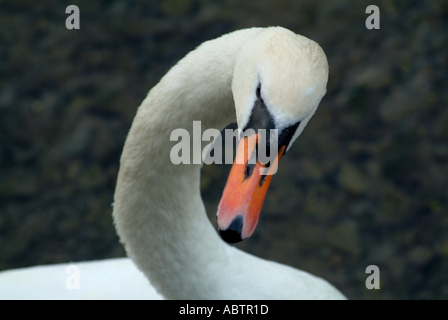 Höckerschwan im Fluss Camel Little Petherick Cornwall England Vereinigtes Königreich UK Stockfoto